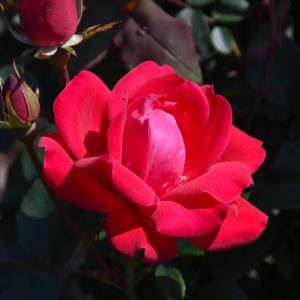 Rose – Double Knock Out – #3 Container