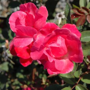 Rose – Pink Knock Out – #3 Container
