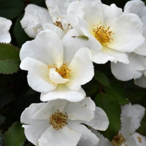 Rose – White Knock Out – #2 Container