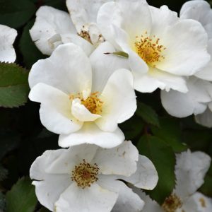 Rose – White Knock Out – #3 Container