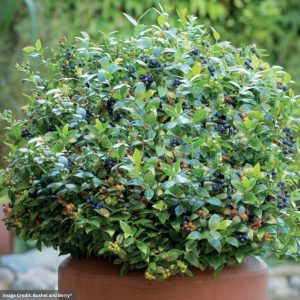 Blueberry – Bushel & Berry Berrybux – #2 Container