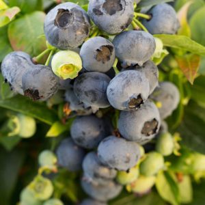 Blueberry – Bushel & Berry Jelly Bean – #2 Container