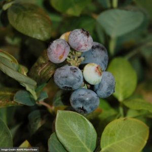 Blueberry – Bushel & Berry Peach Sorbet – #2 Container