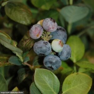 Blueberry – Bushel & Berry Peach Sorbet – #2 Container