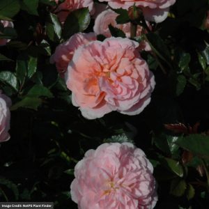 Rose – Drift Apricot – #2 Container