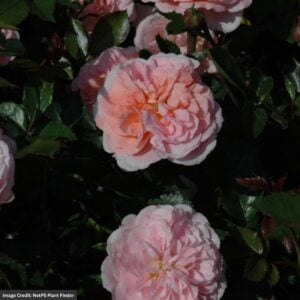 Rose – Drift Apricot – #2 Container