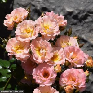 Rose – Drift Peach – #2 Container