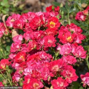 Rose – Drift Pink – #2 Container