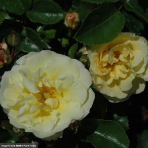 Rose – Drift Popcorn – #2 Container
