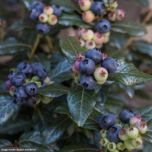Blueberry – Bushel & Berry Perpetua – #2 Container
