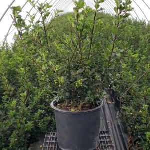 Holly – Berryific – #2 Container