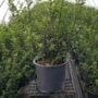 Holly – Berryific – #2 Container
