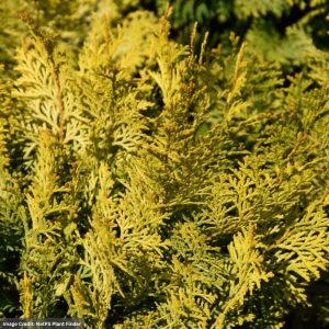 Falsecypress – Night Light – #2 Container
