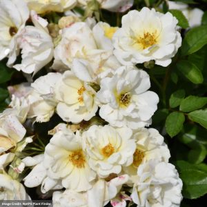 Rose – Drift White – #2 Container