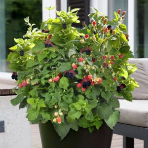 Blackberry – Bushel & Berry Baby Cakes – #2 Container