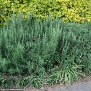 Rosemary – Gorizia – #1 Container