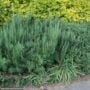 Rosemary – Gorizia – #1 Container