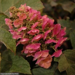 Hydrangea Quercifolia – Ruby Slippers – #3 Container