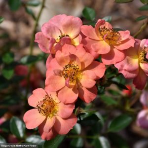 Rose (Shrub) – Oso Easy Hot Paprika – #2 Container