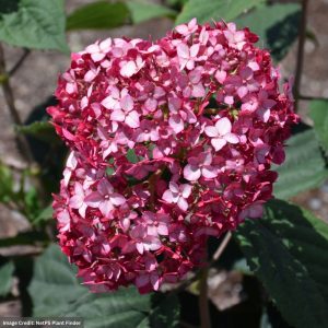 Hydrangea Arborescens – Invincibelle® Ruby – #3 Container