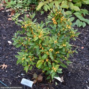 Winterberry – Berry Heavy Gold (F) – #3 Containers