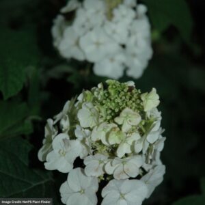 Hydrangea Quercifolia – Jet Stream – #3 Container