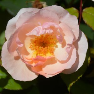 Rose – Peachy Knock Out – #3 Container