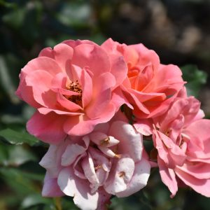 Rose – Coral Knock Out – #3 Container