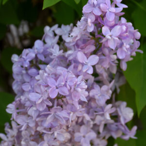 Lilac – Scentara Double Blue – #3 Container