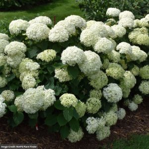 Hydrangea Arborescens – Invincibelle Limetta – #2 Container