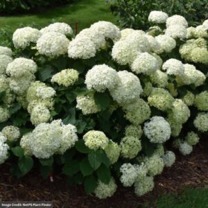 Hydrangea Arborescens – Invincibelle Limetta – #2 Container