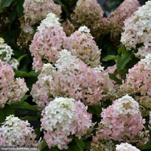 Hydrangea Paniculata – Quick Fire Fab – #3 Container
