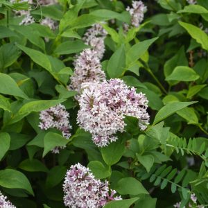 Lilac – Dwarf Baby Kim – #3 Container