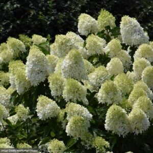 Hydrangea Paniculata – Limelight Prime – #3 Container
