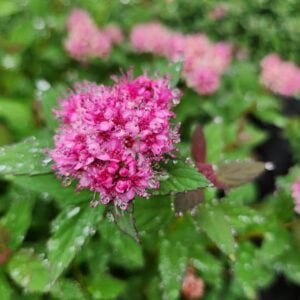 Spirea – Poprocks Petite – #2 Container