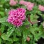 Spirea – Poprocks Petite – #2 Container