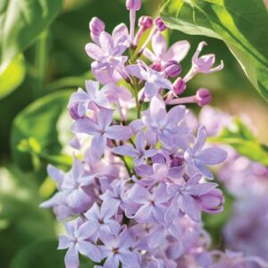 Lilac – New Age Lavender – #2 Container