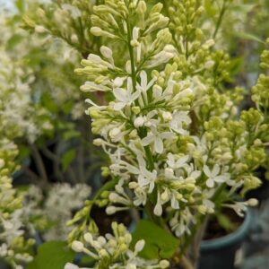 Lilac – New Age White – #2 Container