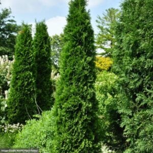 Arborvitae – American Pillar – #2 Container