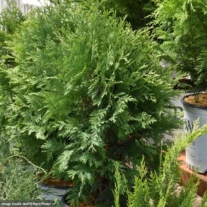 Arborvitae – Cheer Drops® – #2 Container