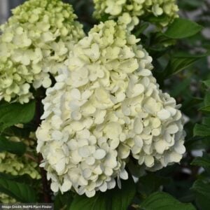 Hydrangea Paniculata – Little Lime Punch – #2 Container