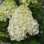 Hydrangea Paniculata – Little Lime Punch – #2 Container