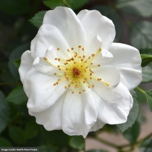Rose (Shrub) – Easy Elegance Oscar Peterson – #2 Container