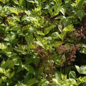 Yellowroot (Xanthorhiza) – Simplicissima – #1 Container