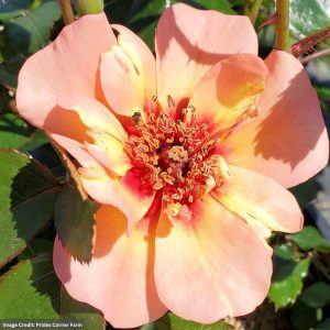 Rose – Flower Carpet Peach – #2 Container
