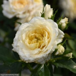 Rose (Shrub) – Reminiscent Crema – #3 Container