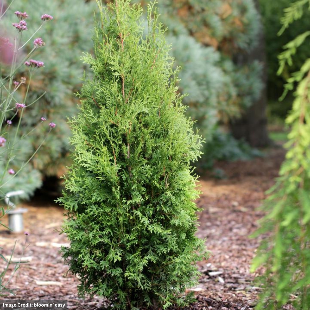 thuja smaragd bestellen Lebensbaum Thuja occidentalis Smaragd 160-180 cm Höhe Ballenware main image 0