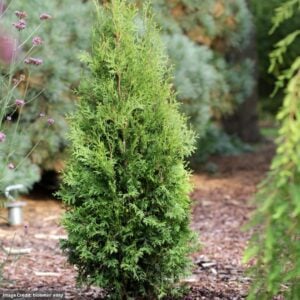 Arborvitae – Private Jet – #3 Container