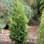 Arborvitae – Private Jet – #2 Container