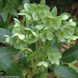 Hellebore – Champion – #1 Container